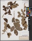 Foto von Salix caprea L.